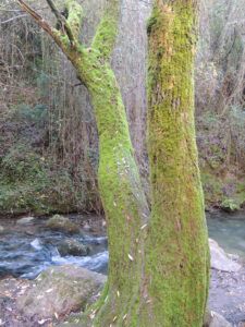 Crónica Excursión a El Bosque y Benamahoma (Cádiz)