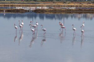 Excursión a “las marismas del Odiel”. 11 abril 2015