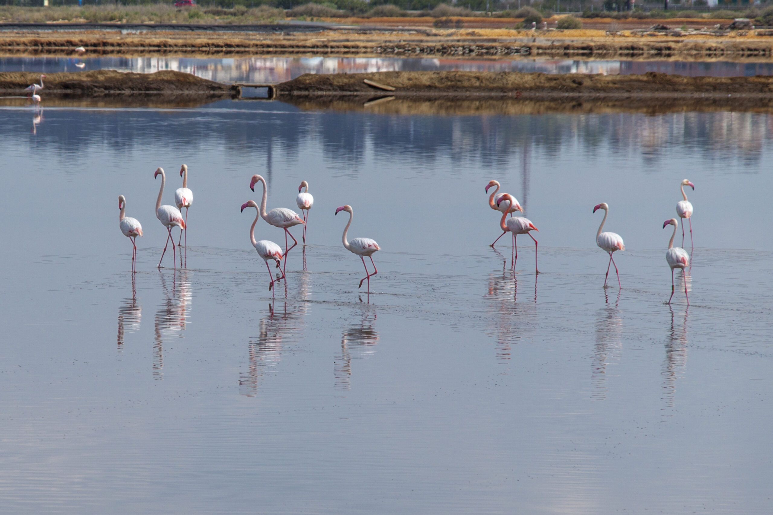 Excursión a “las marismas del Odiel”. 11 abril 2015