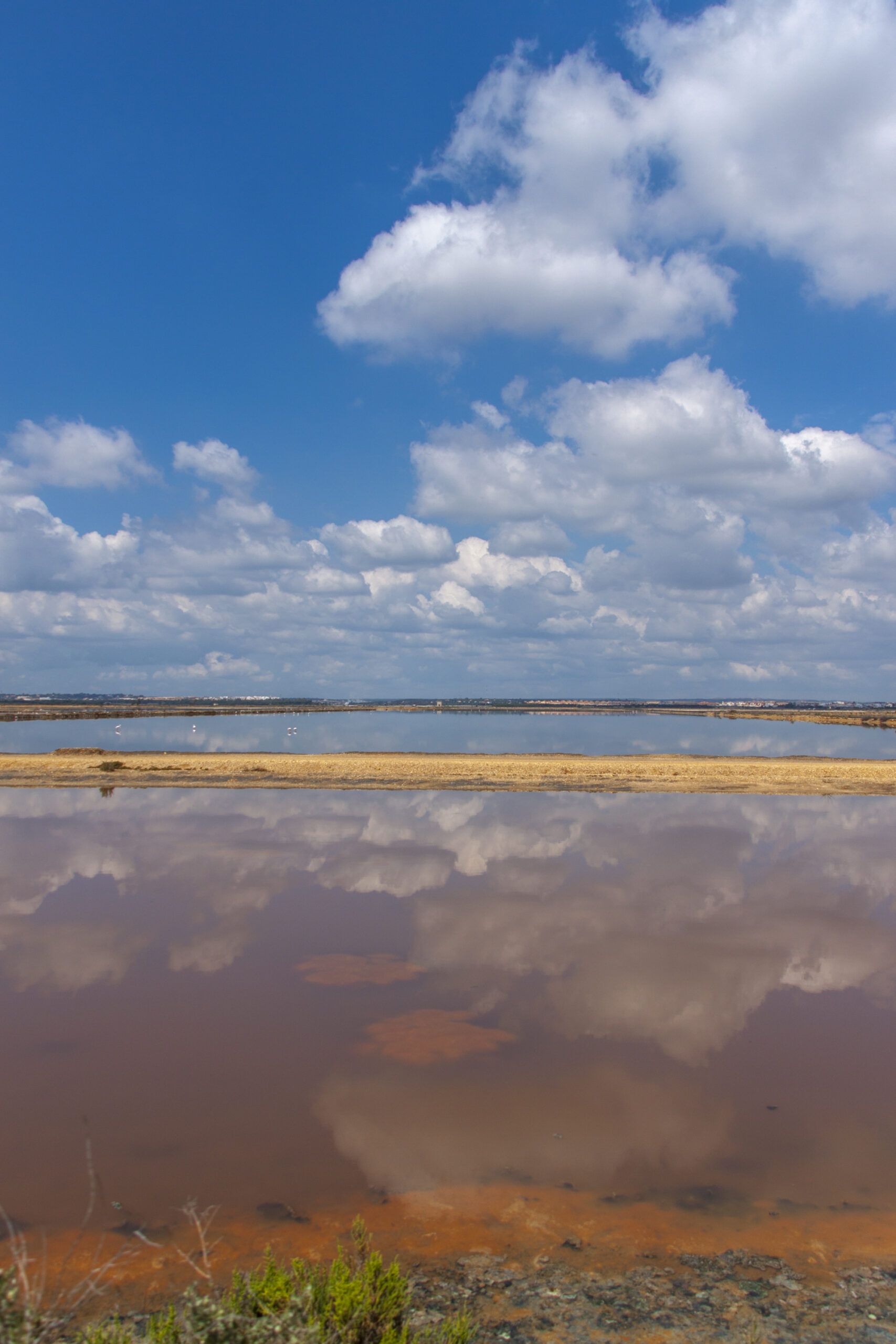 Excursión a “las marismas del Odiel”. 11 abril 2015