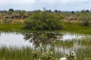 Excursión a “las marismas del Odiel”. 11 abril 2015