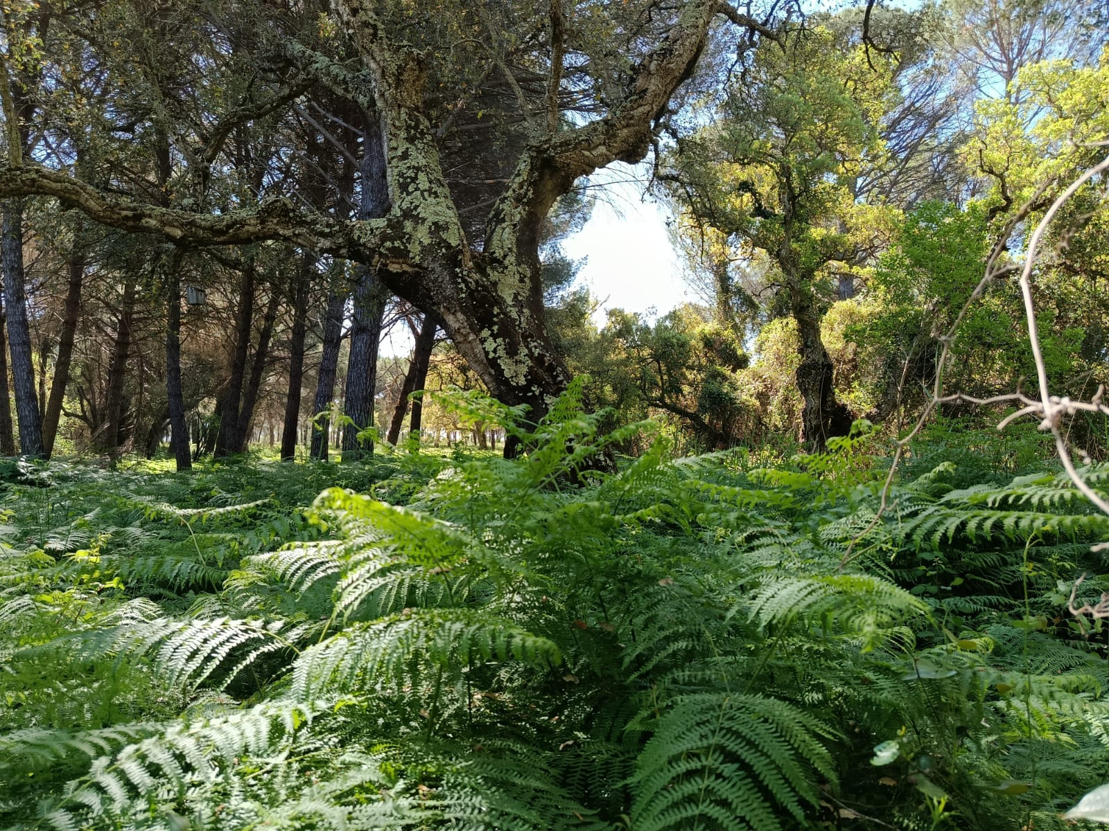 Visita guiada al Parque Nacional de Doñana (27/04/2025)