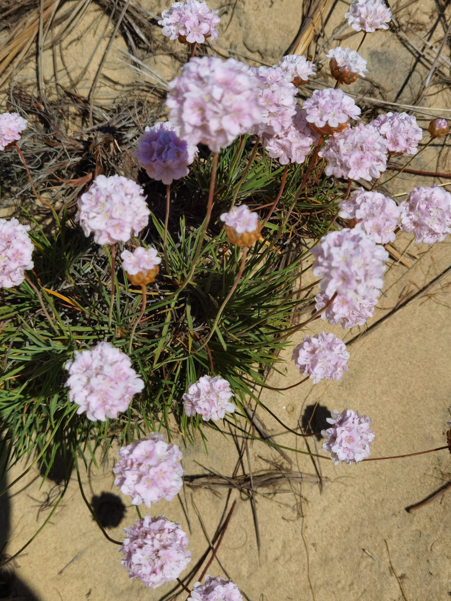 Visita guiada al Parque Nacional de Doñana (27/04/2025)
