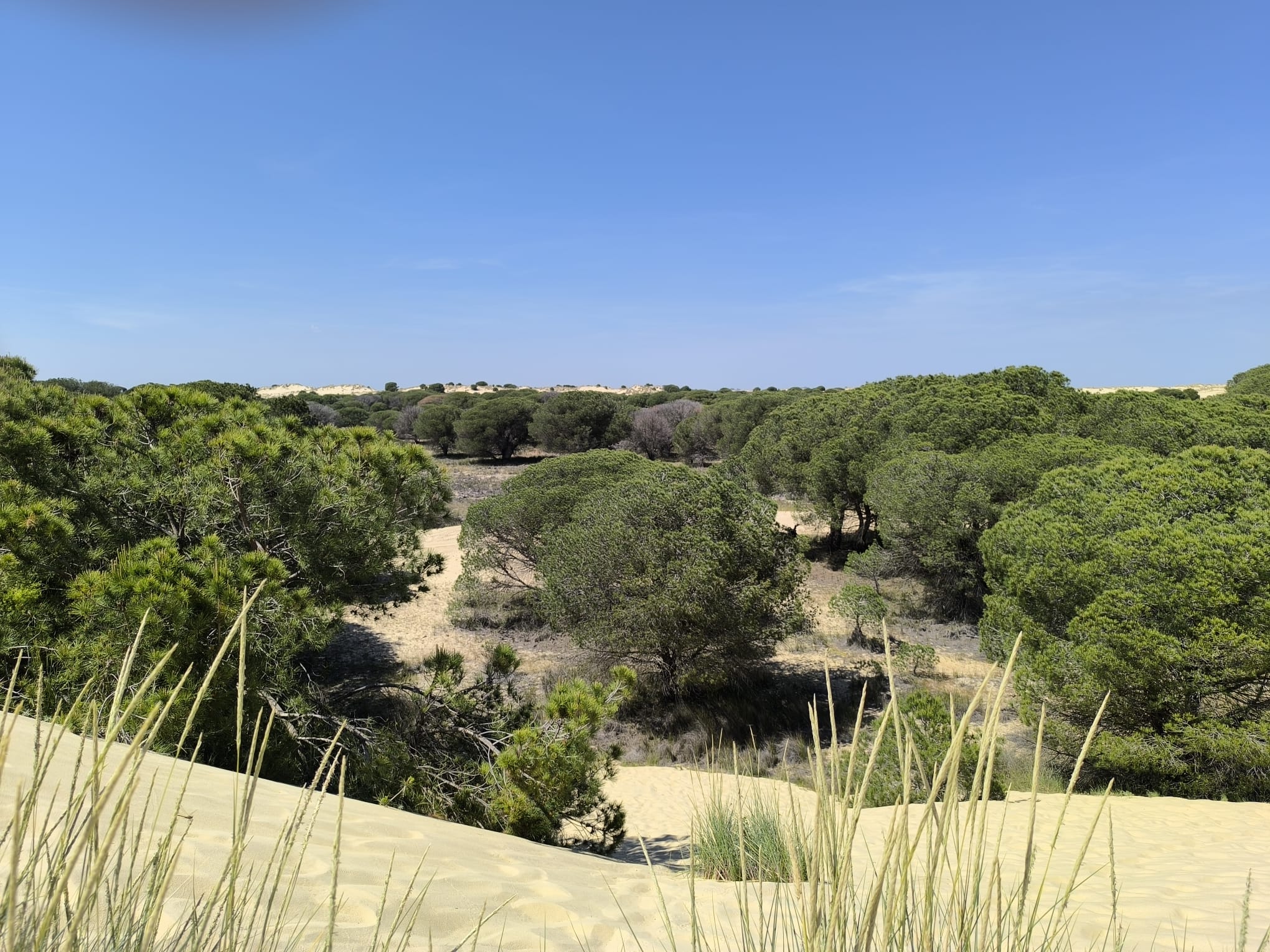 Visita guiada al Parque Nacional de Doñana (27/04/2025)