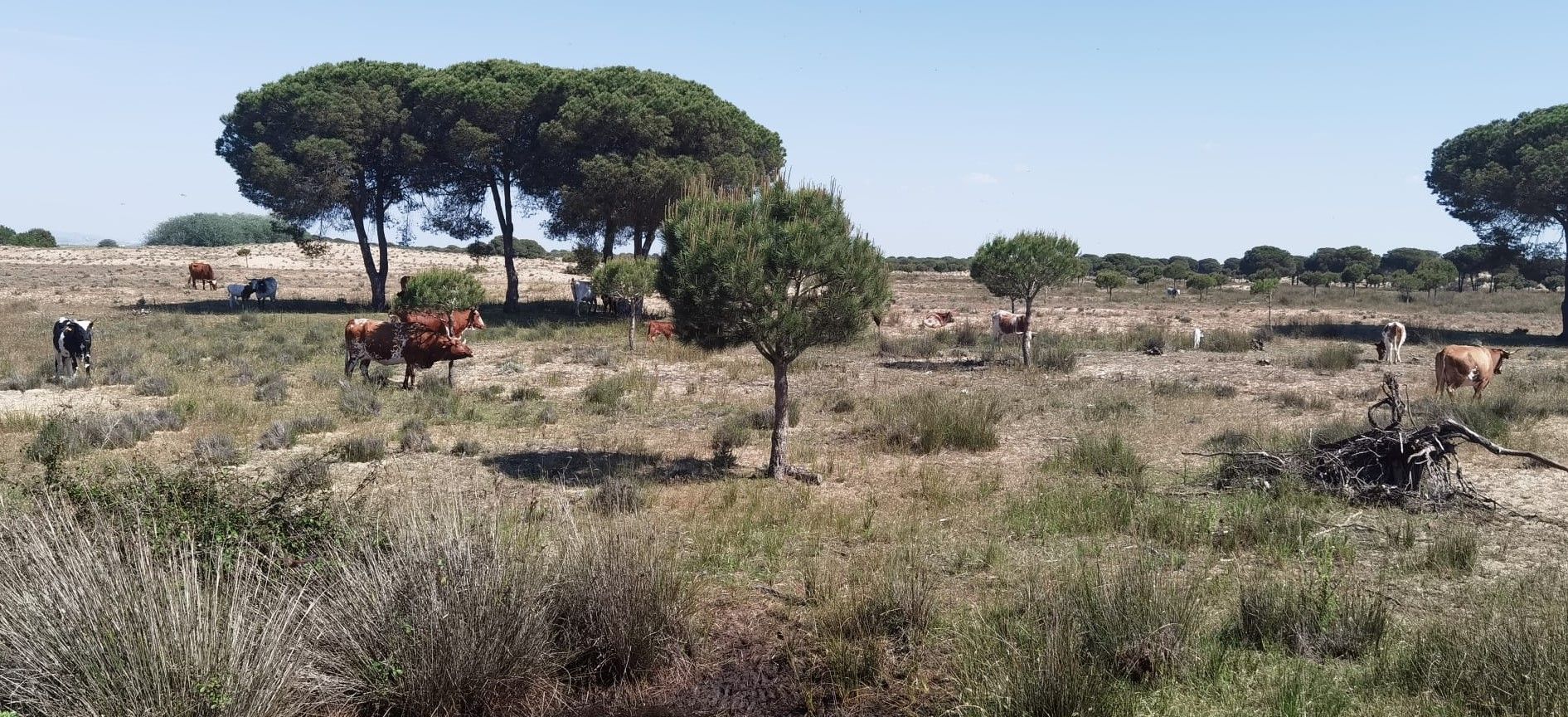 Visita guiada al Parque Nacional de Doñana (27/04/2025)